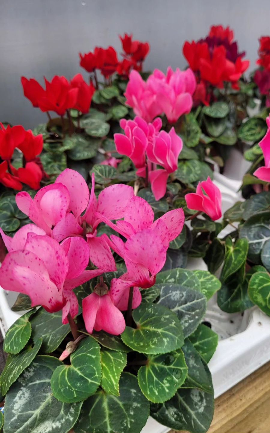 Cyclamen Plants