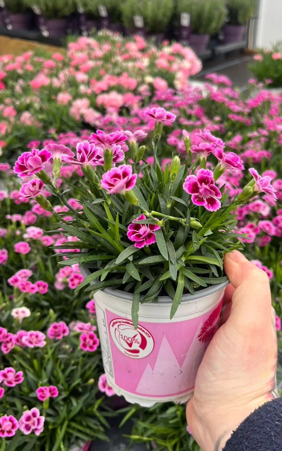 Dianthus Plants