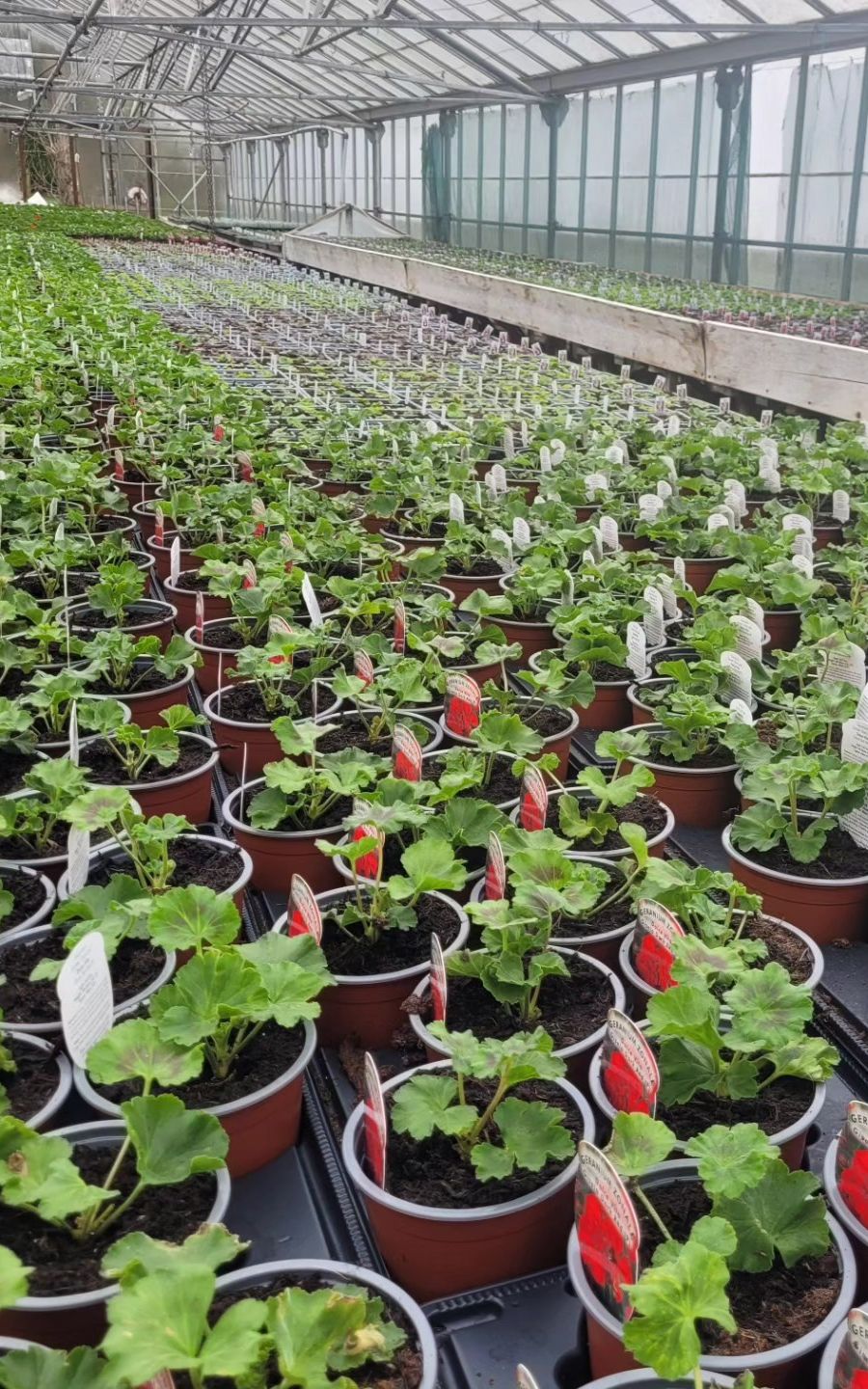 Geranium Plants