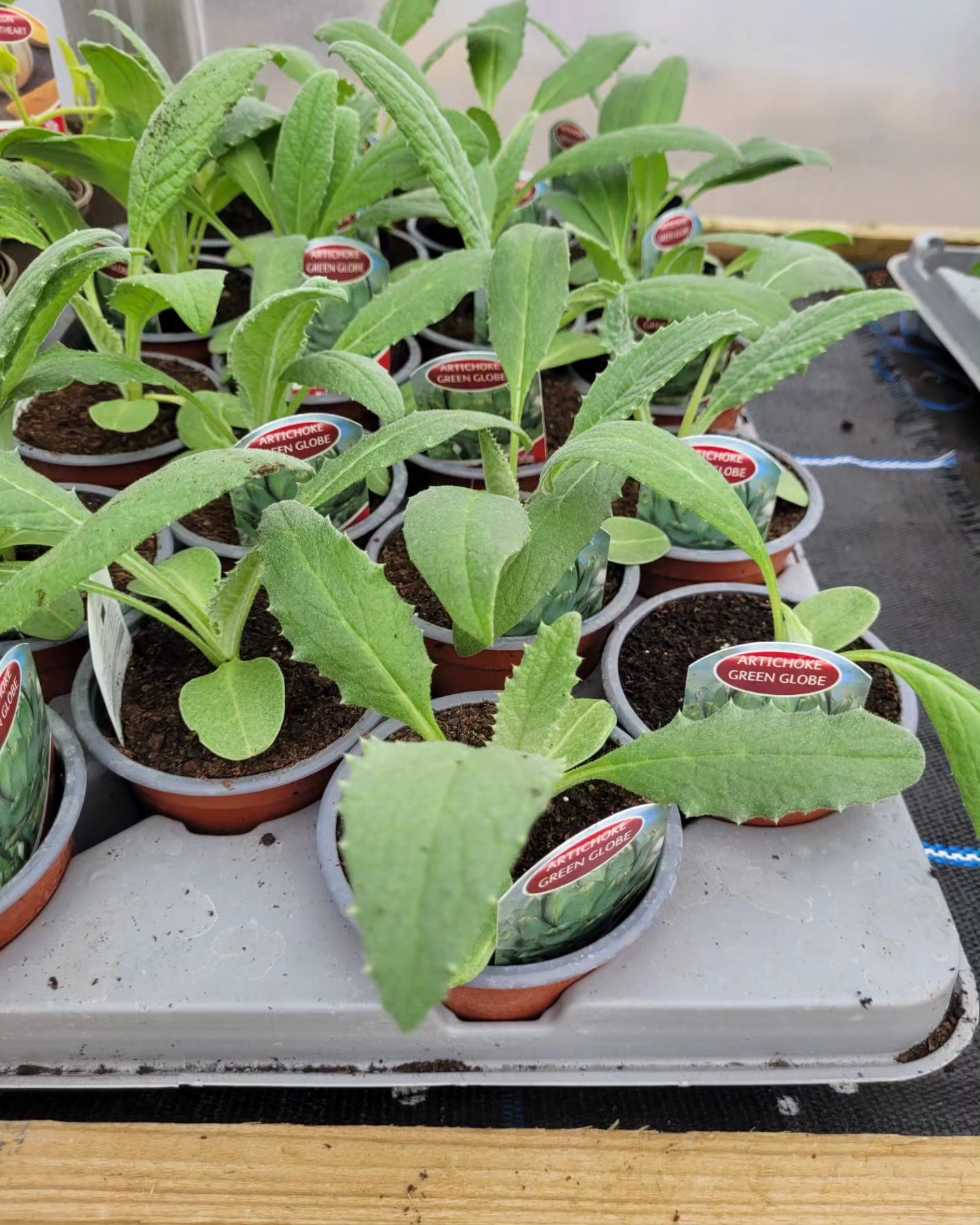 Artichoke Plants