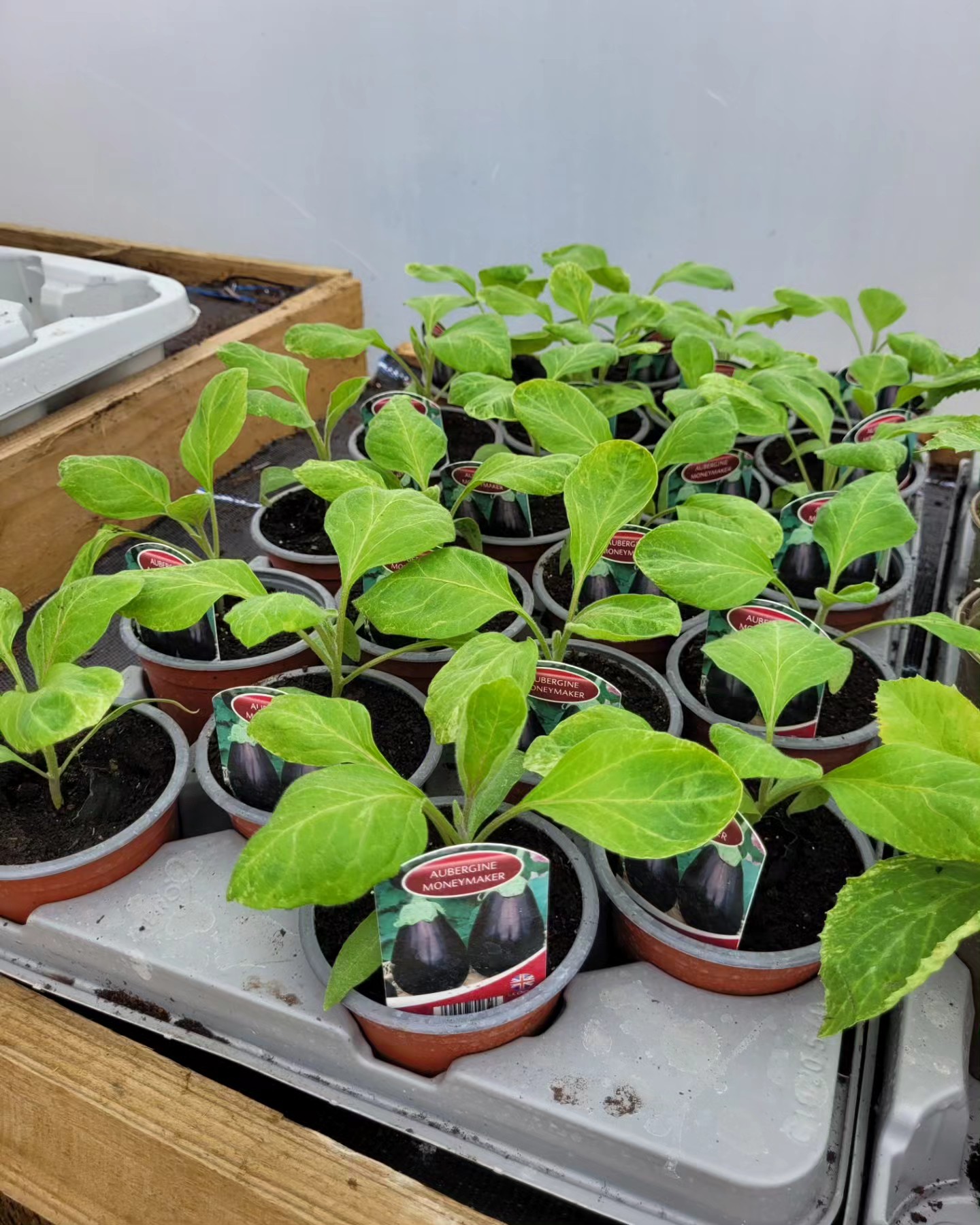 Aubergine Plants