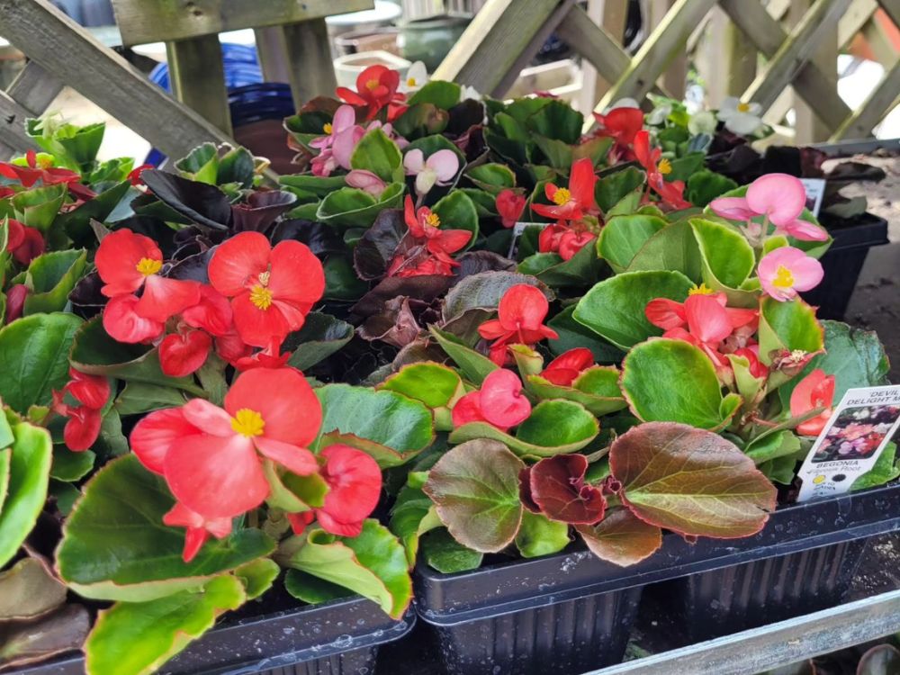 Bedding Plants - Begonias