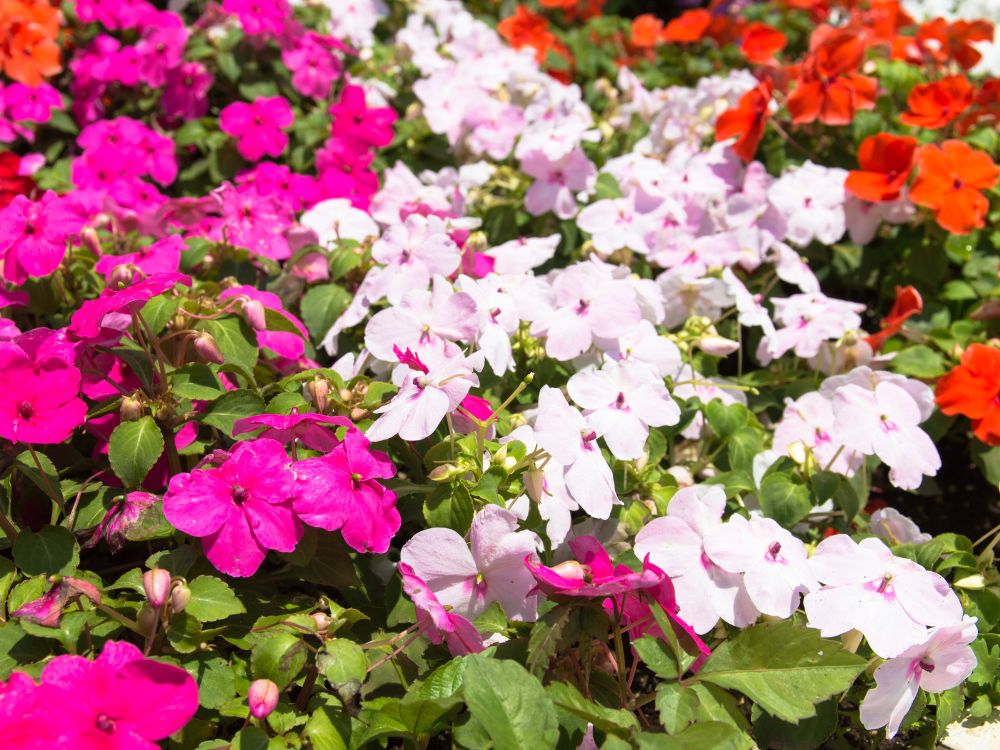 Bedding Plants - Impatiens