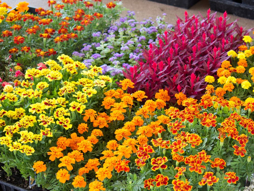 Bedding Plants - Marigolds