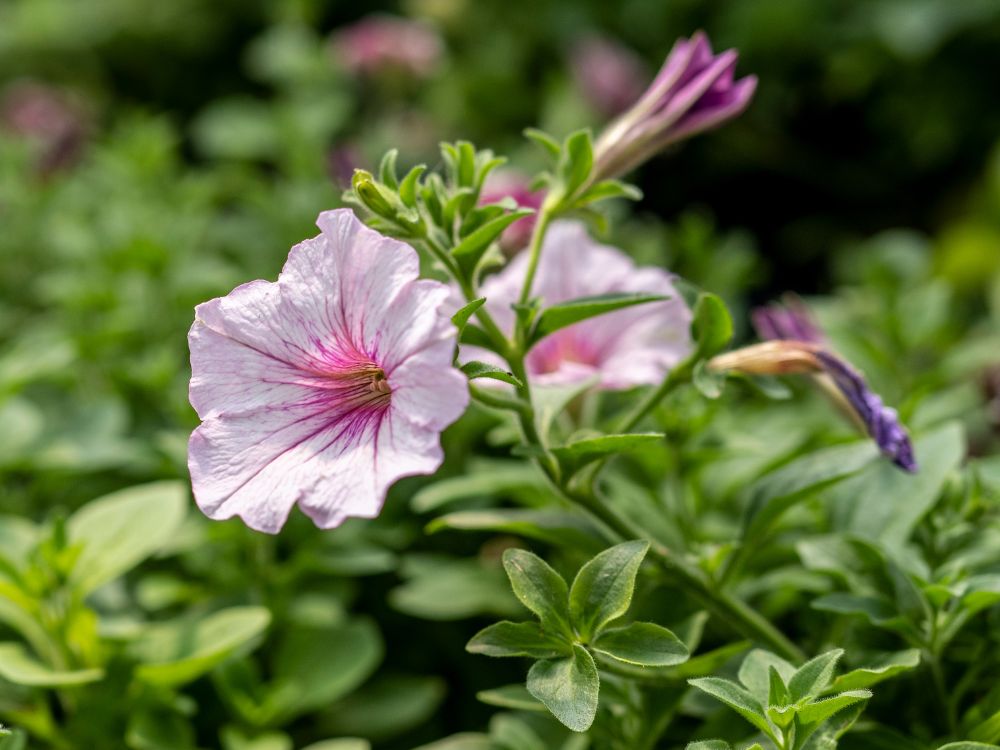 Bedding Plants - Pansies