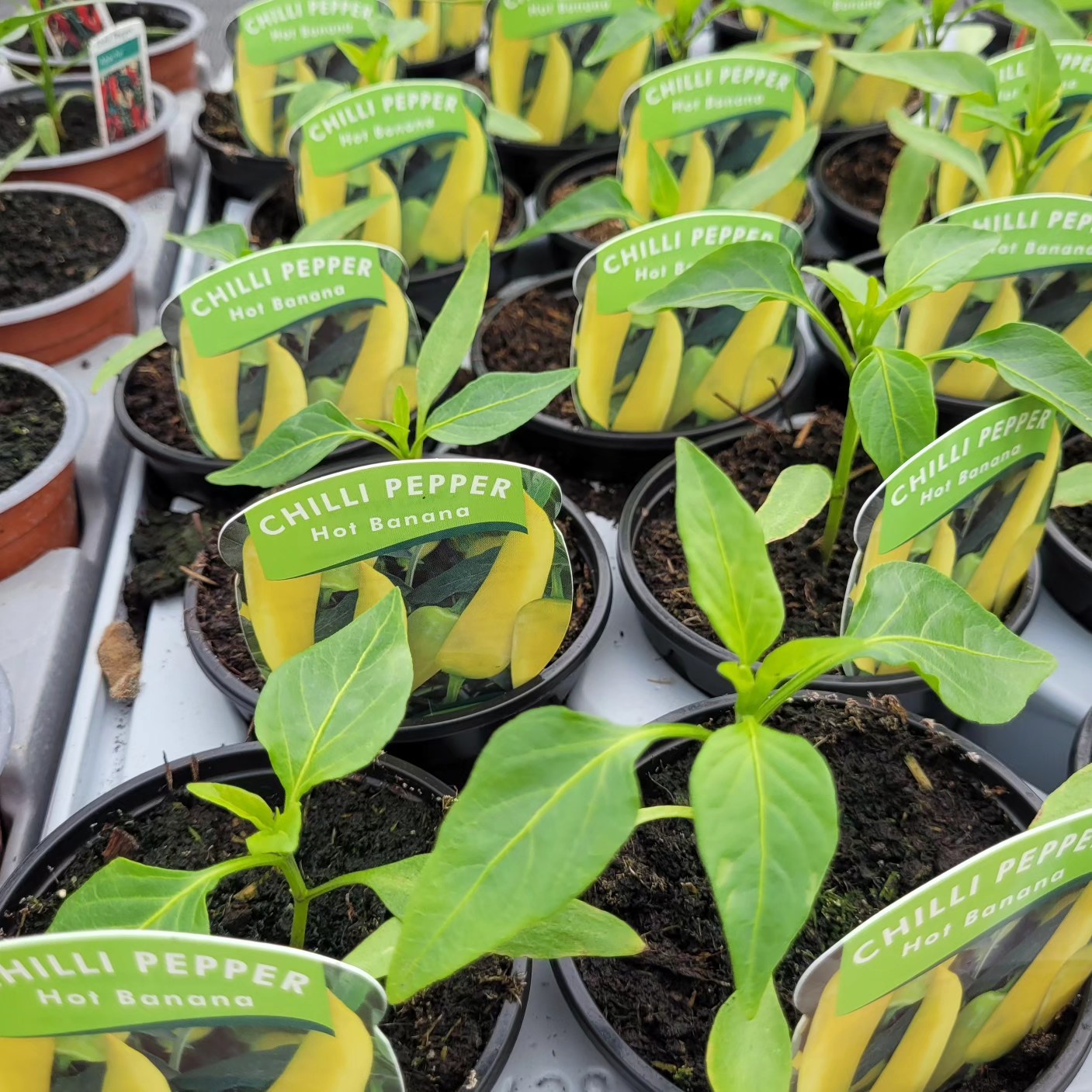 Chilli Banana Plants