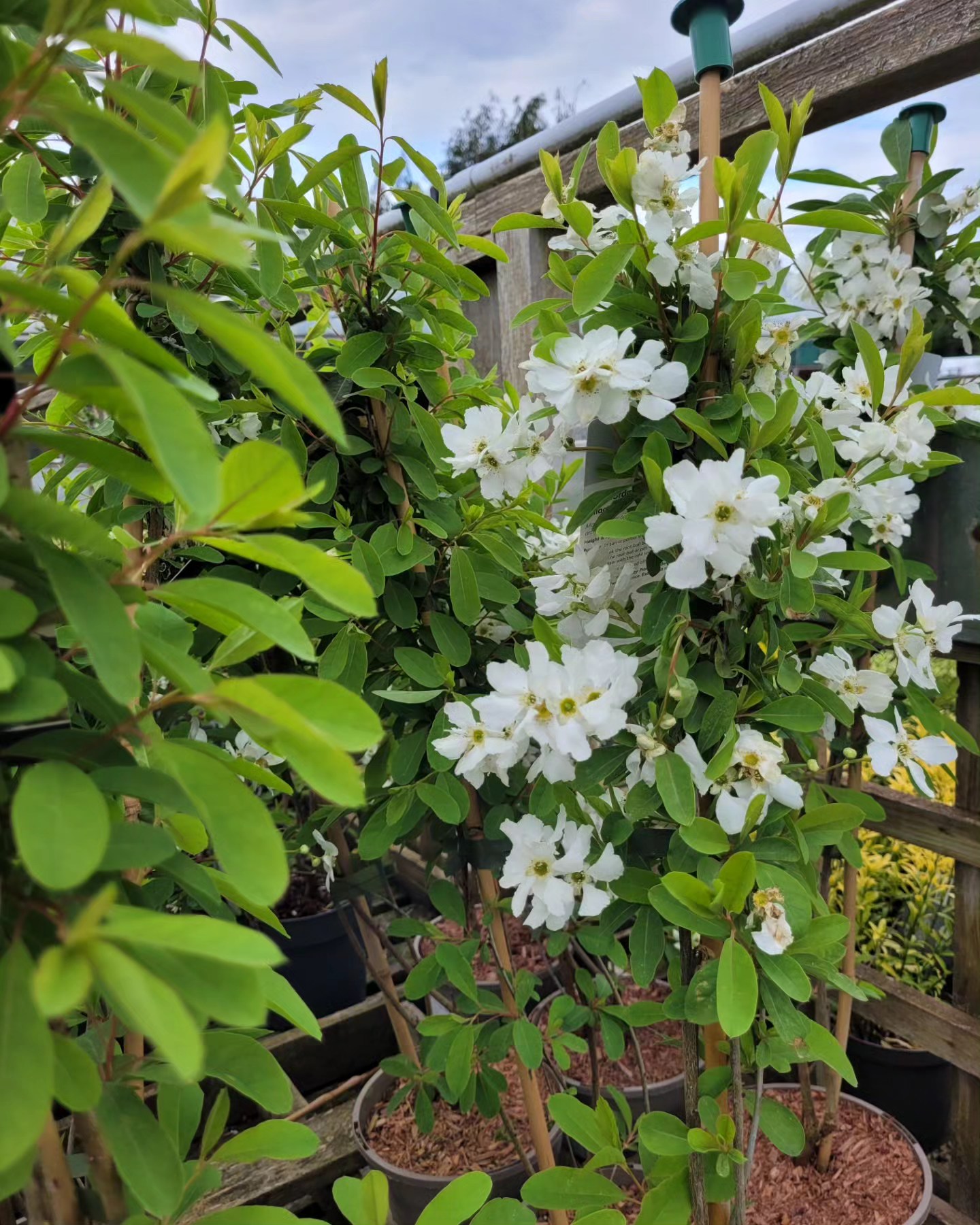 Clematis- Climber Plant