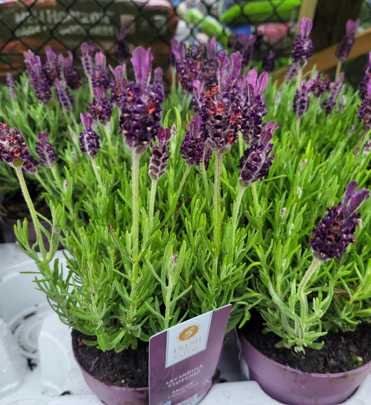 Lavender - Shrub