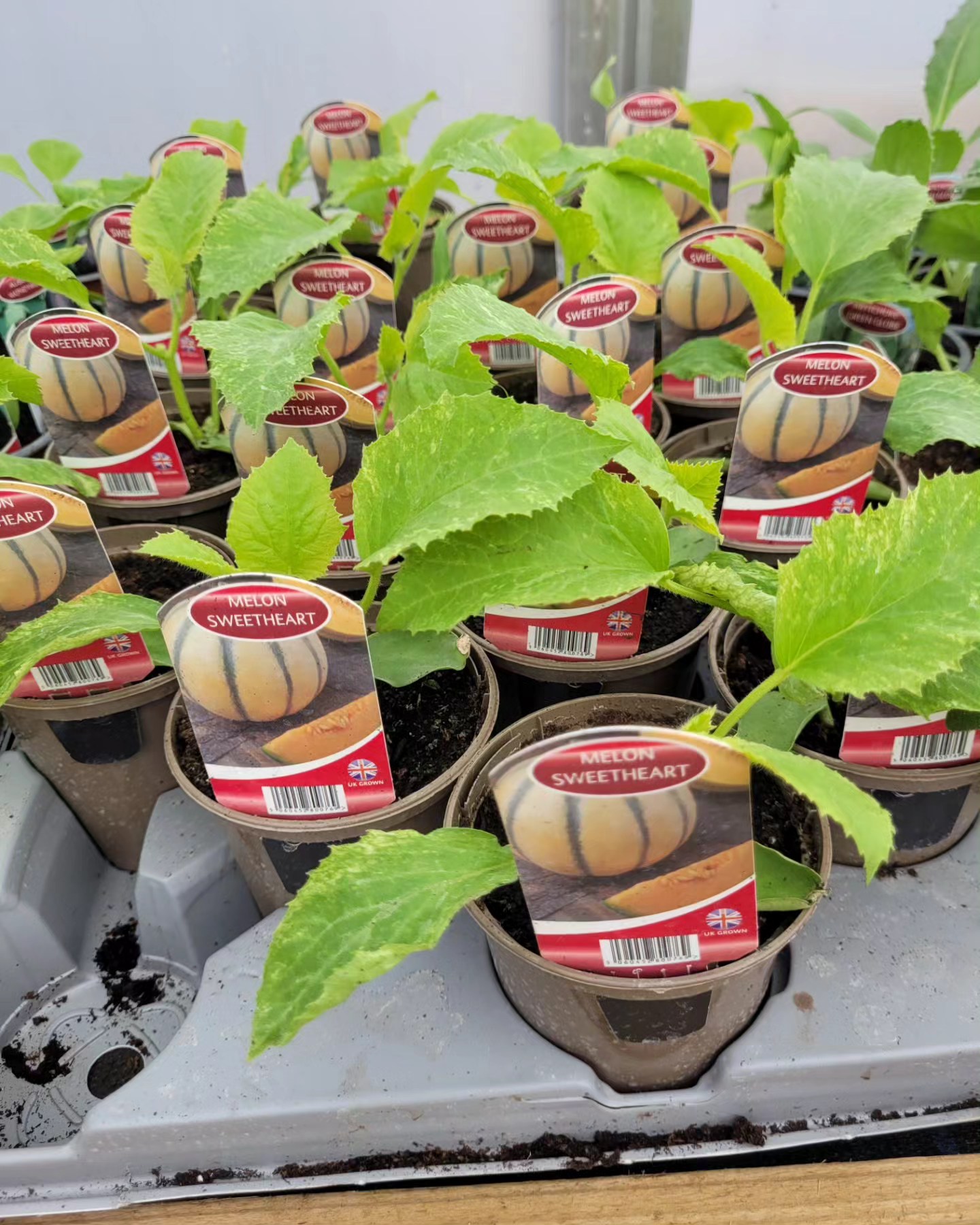 Melon Plants