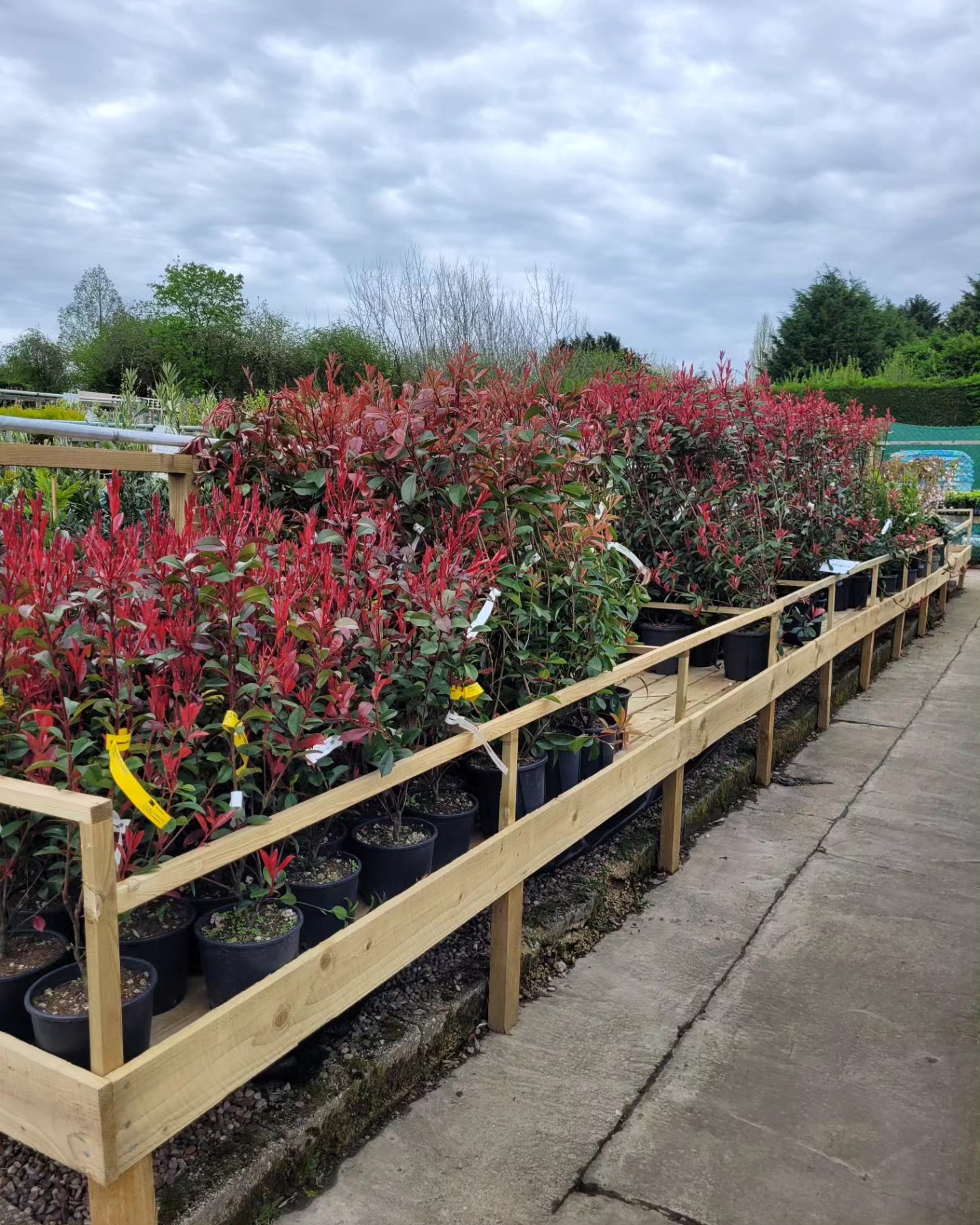 Photinia - Shrub