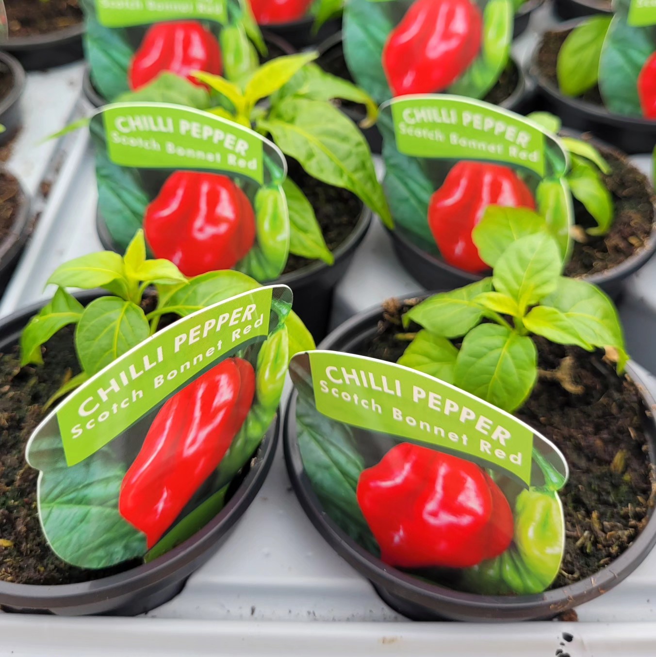 Scotch Bonnet Chilli Plants